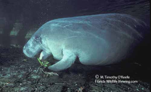 Fllorida manatee with mouth wide open